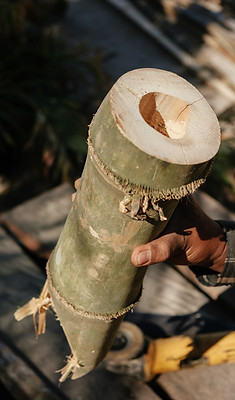 YWF_Dendrocalamus asper- 03.jpg